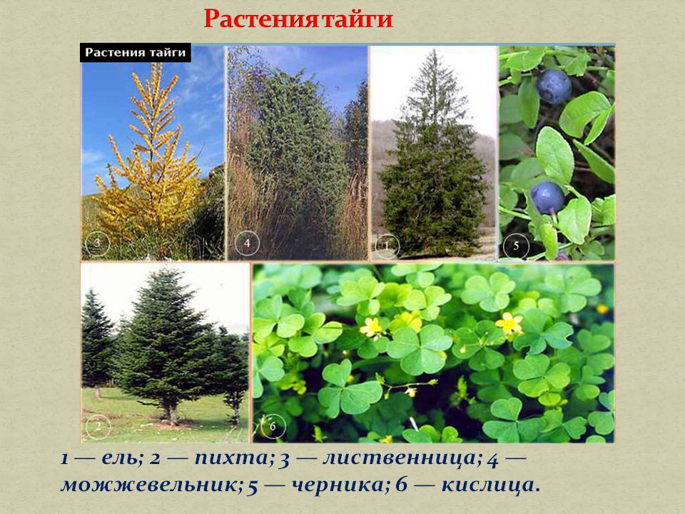 Растения тайги