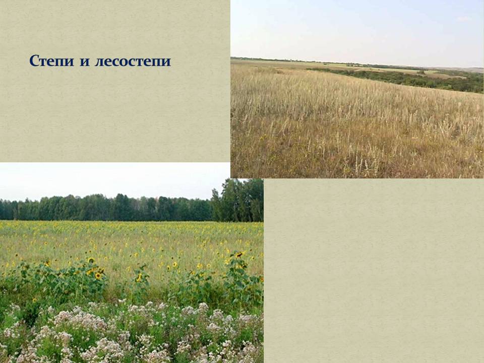 Степи и лесостепи