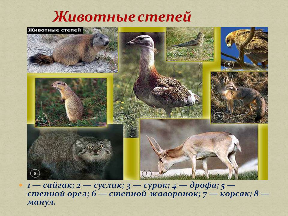 Животные степей