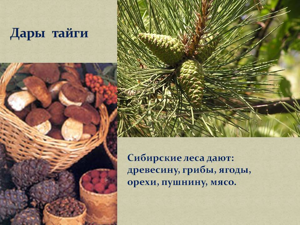 Дары тайги