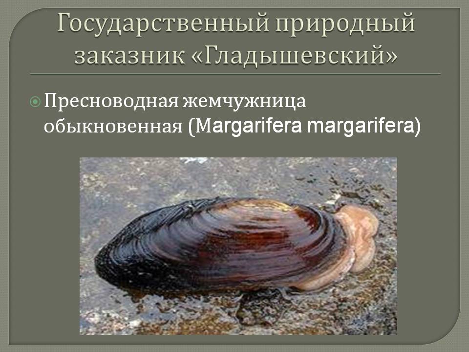 Государственный природный заказник «Гладышевский»