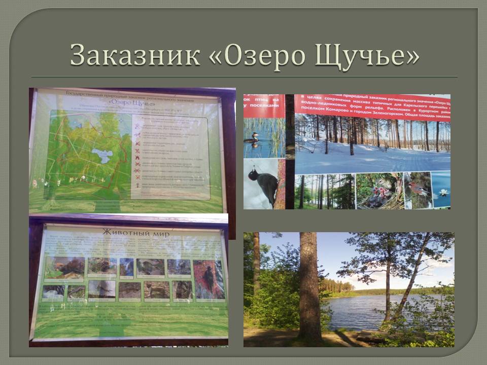 Заказник «Озеро Щучье»