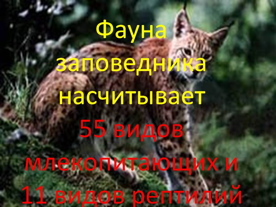 Фауна заповедника насчитывает 55 видов млекопитающих
