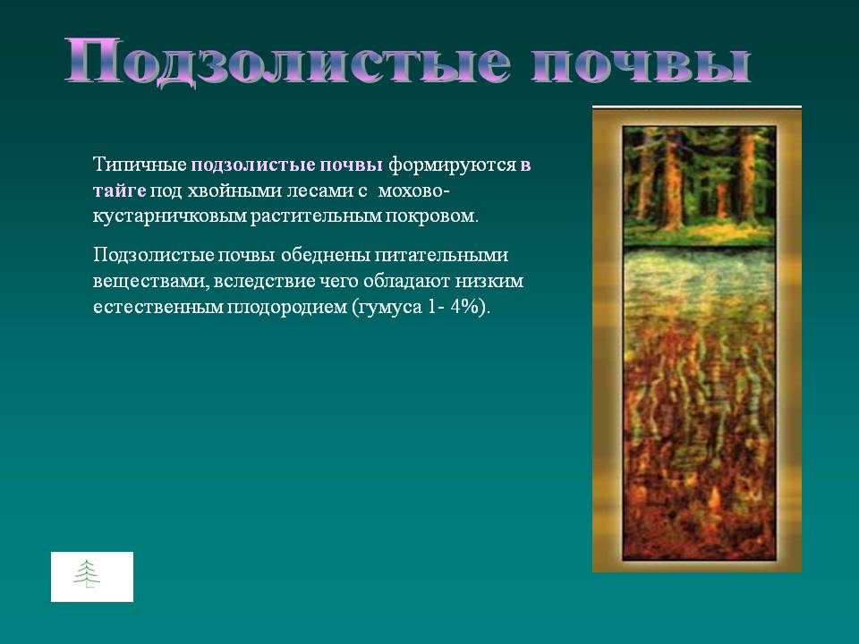 Подзолистые почвы