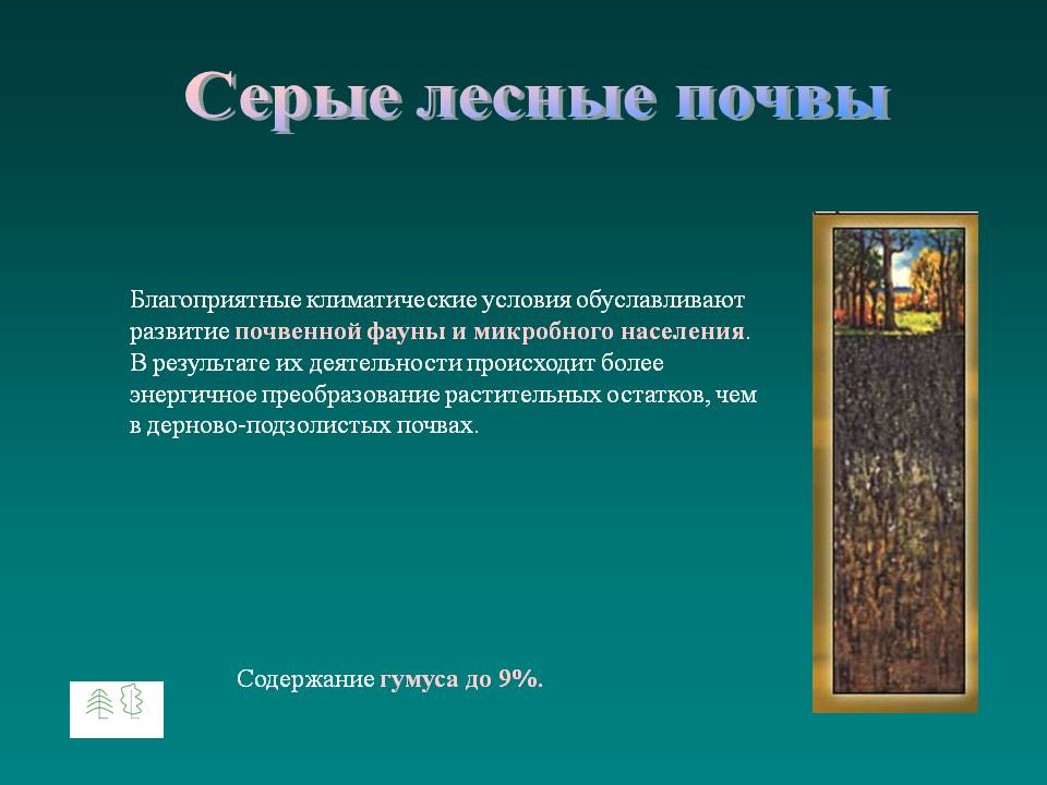 Серые лесные почвы
