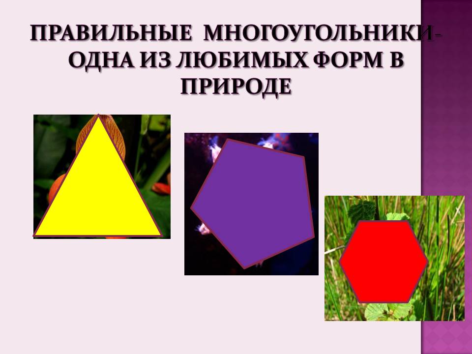Правильные многоугольники-одна из любимых форм в природе