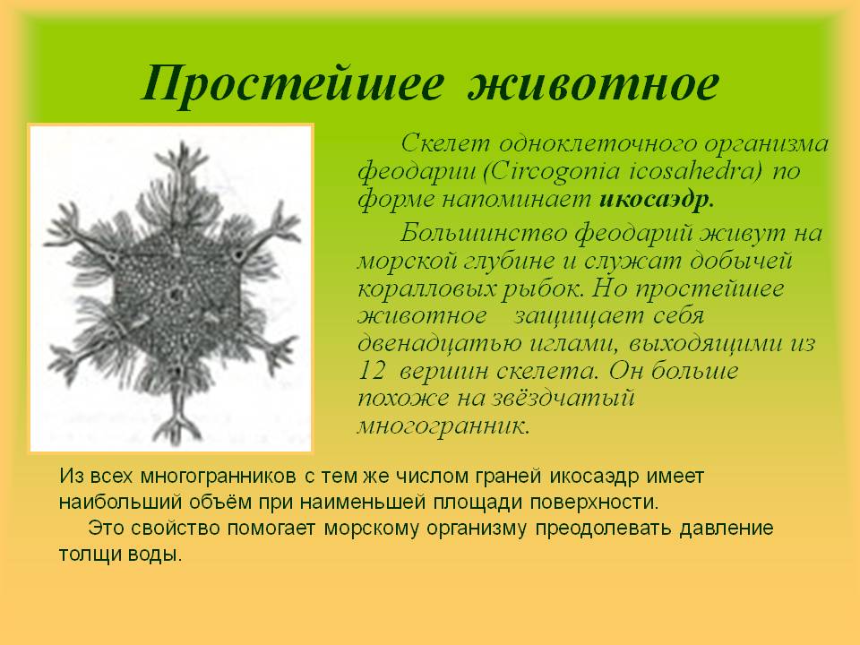 Простейшее животное