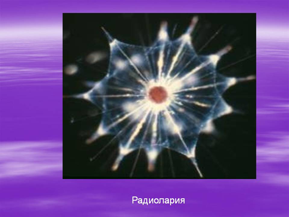 Радиолария