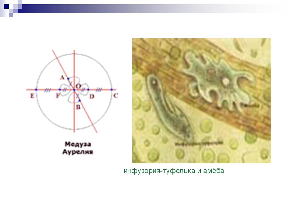 Инфузория-туфелька и амёба