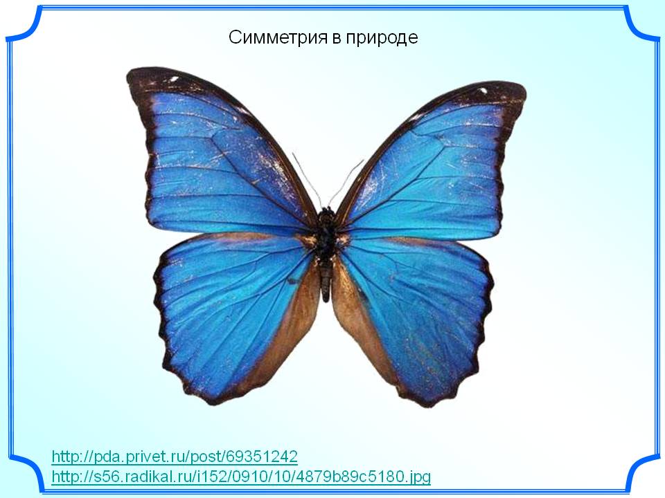 Симметрия в природе