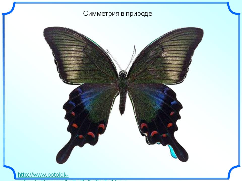 Симметрия в природе