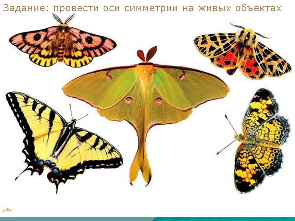Задание: провести оси симметрии на живых объектах