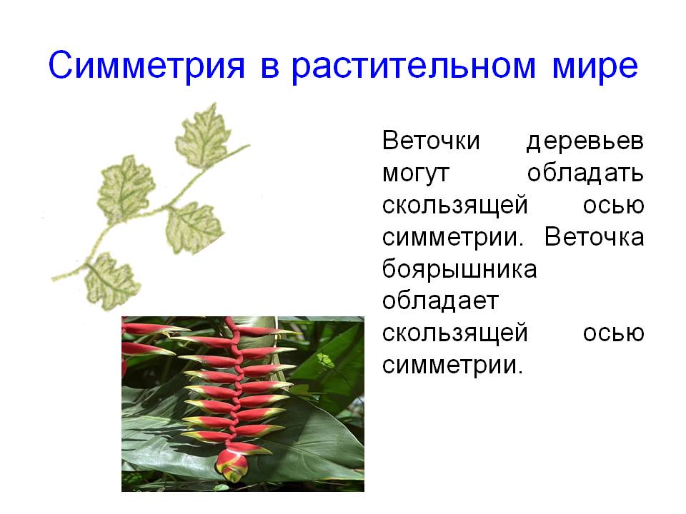 Симметрия в растительном мире