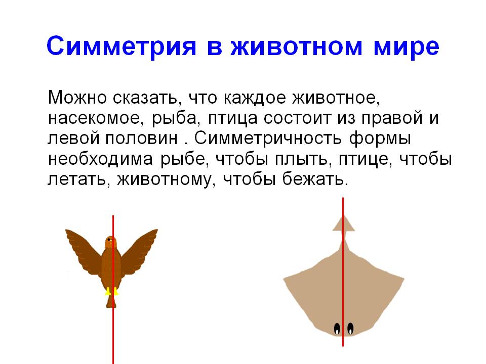 Симметрия в животном мире