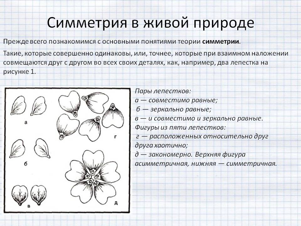 Симметрия в живой природе