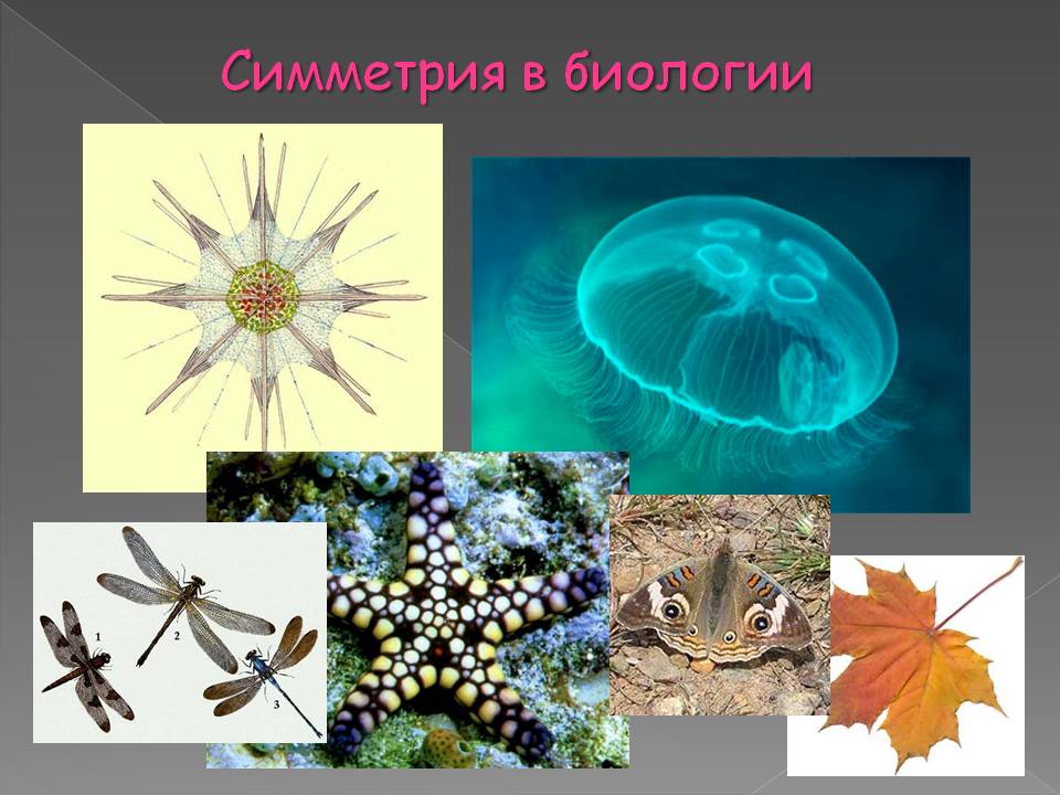 Симметрия в биологии