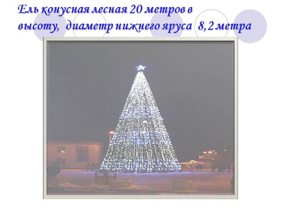 Ель конусная лесная