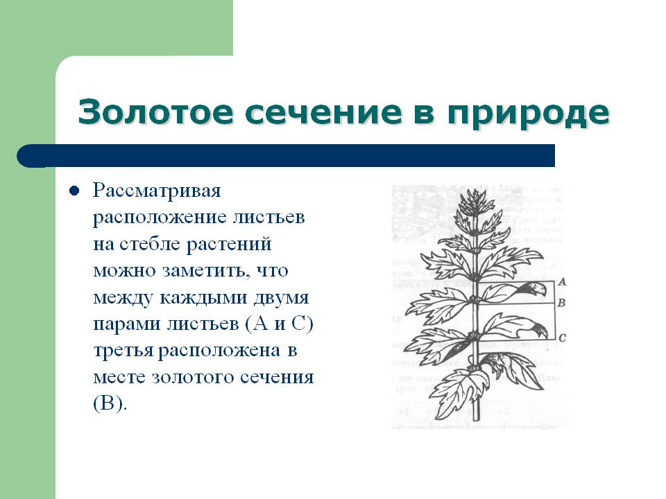 Золотое сечение в природе