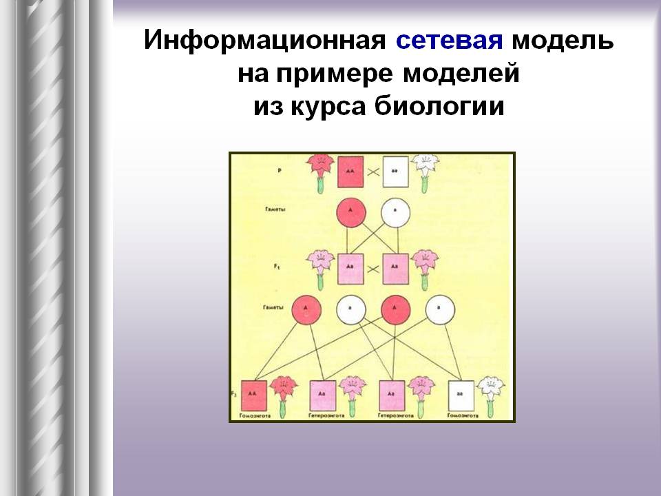 Информационная сетевая модель на примере моделей из курса биологии