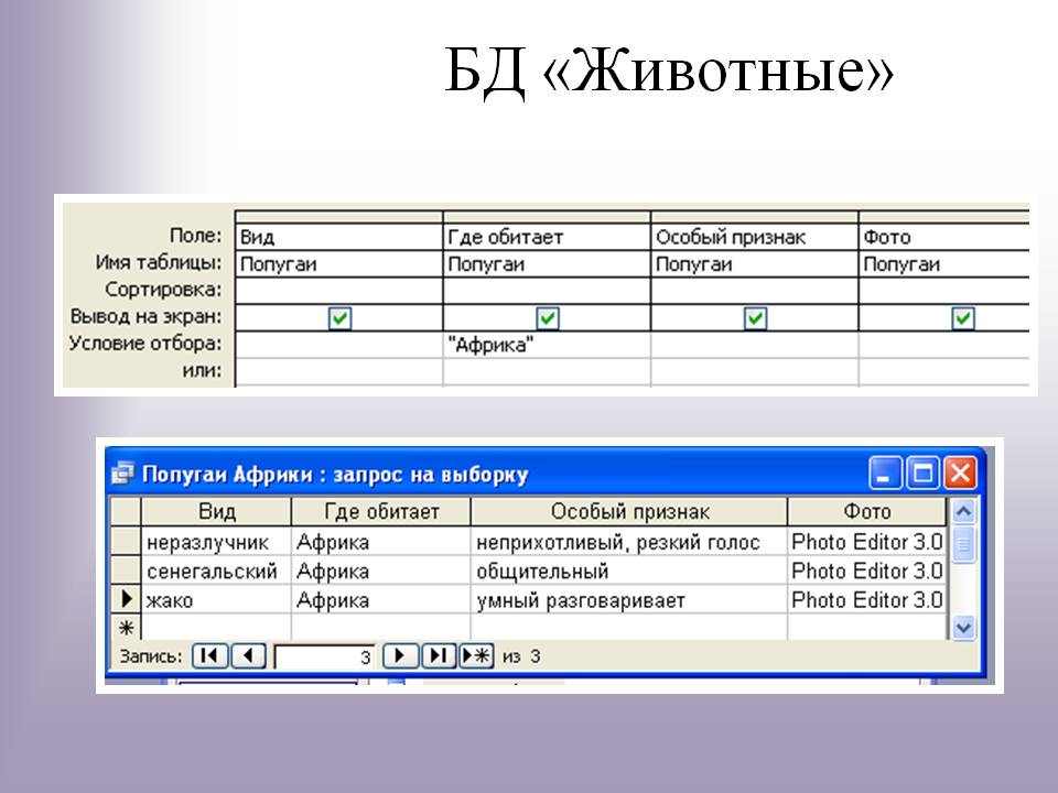 БД «Животные»