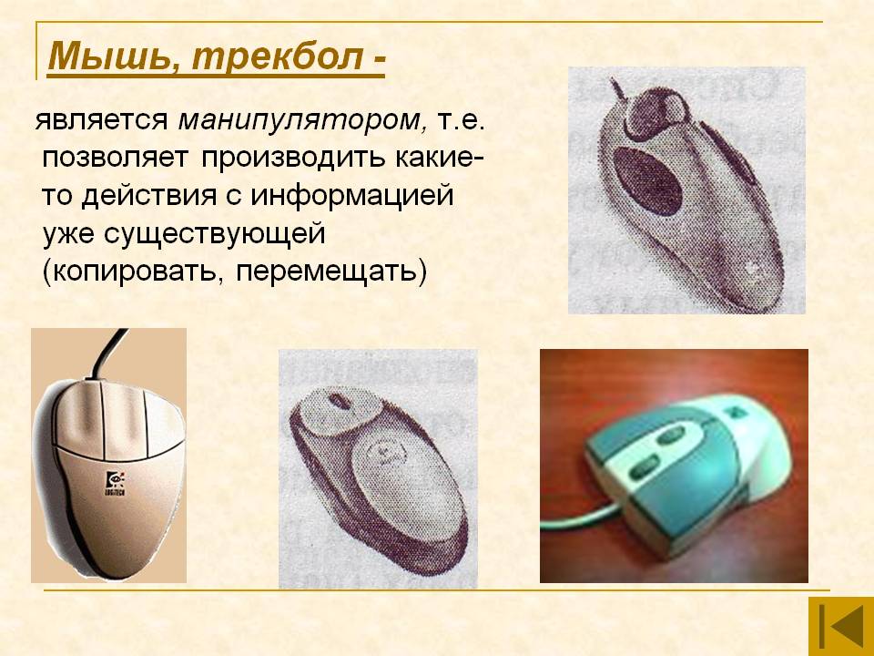 Мышь