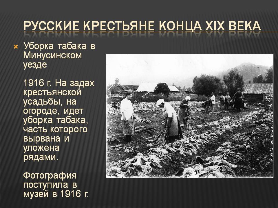Уборка табака в Минусинском уезде