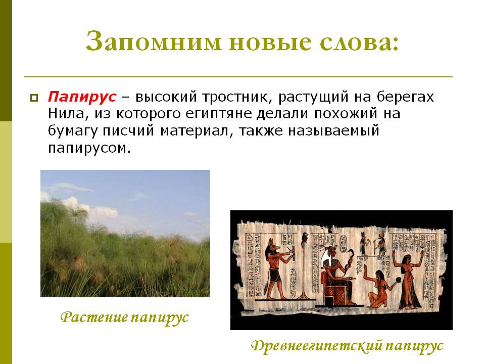 Растение Папирус