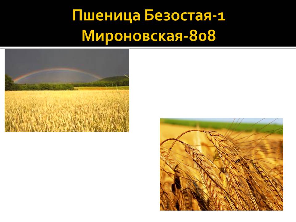 Пшеница Безостая-1 Мироновская-808