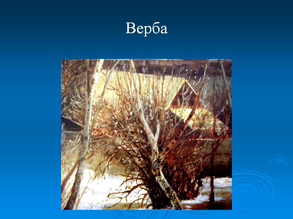 Верба