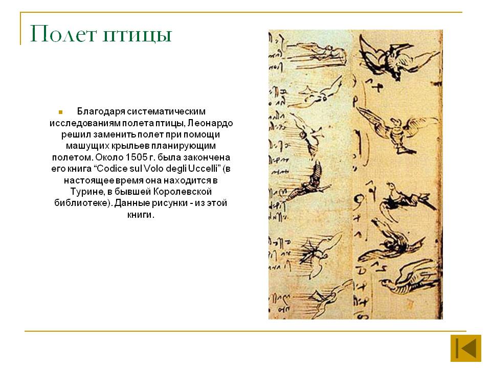 Полет птицы