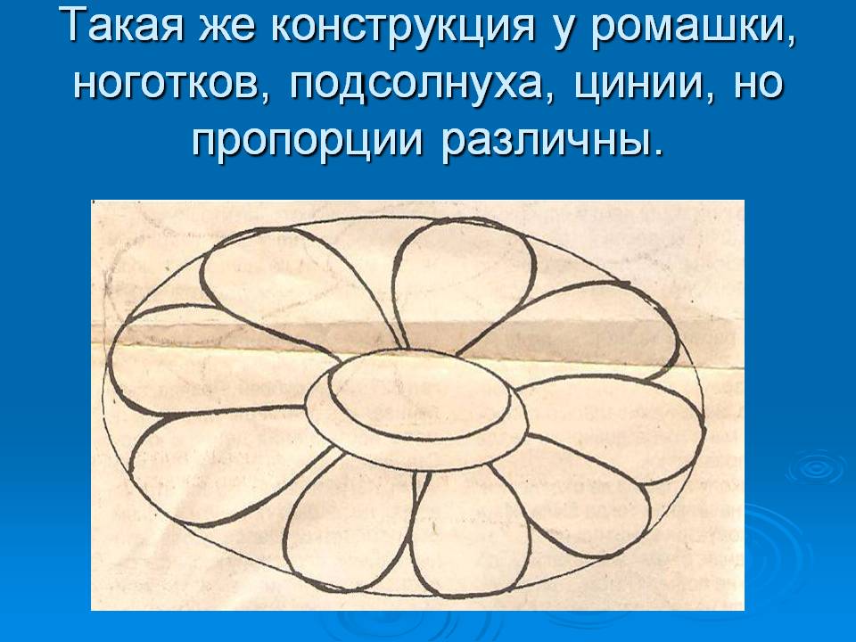 Такая же конструкция у ромашки, ноготков, подсолнуха, цинии, но