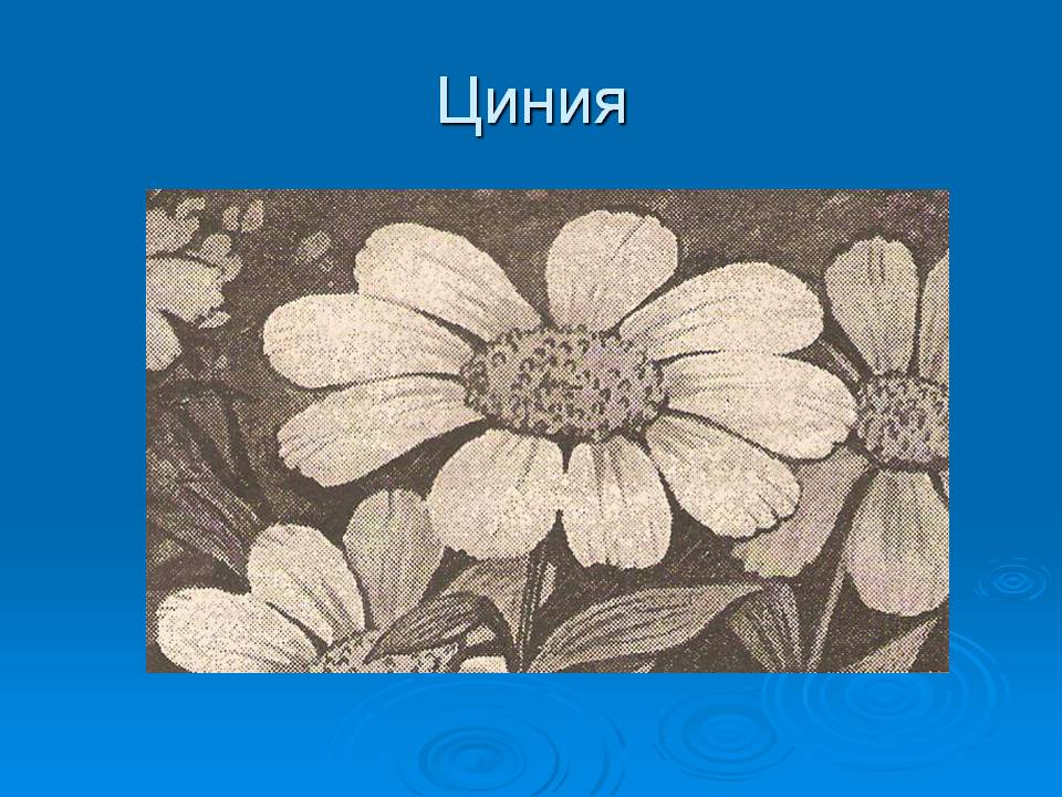 Циния