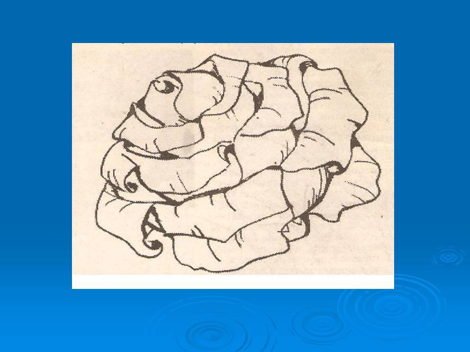 Как рисовать цветы