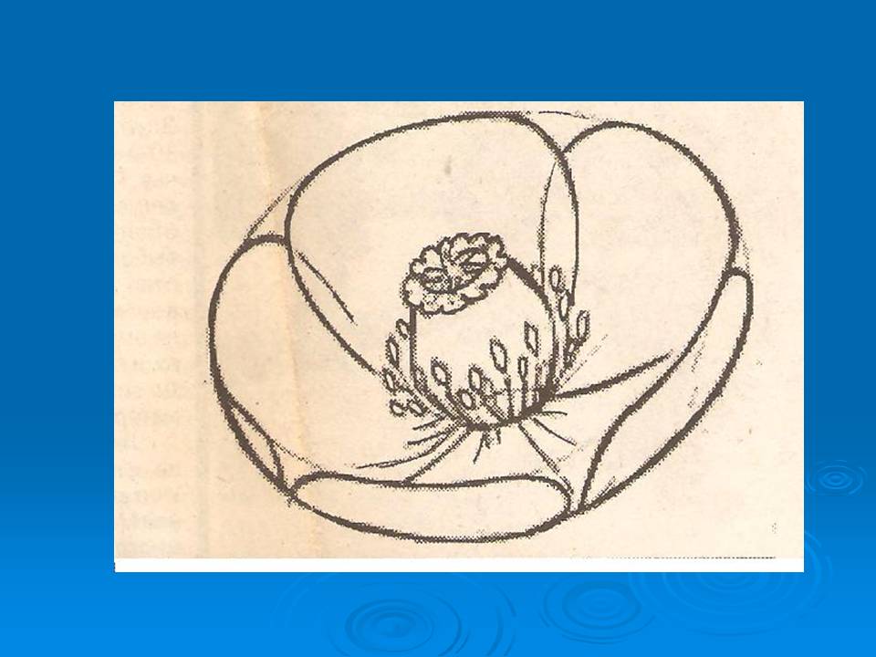 Как рисовать цветы