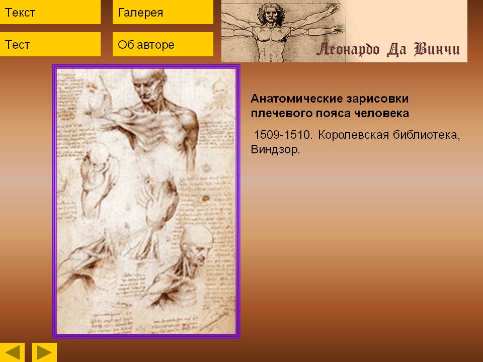 Анатомические зарисовки плечевого пояса человека