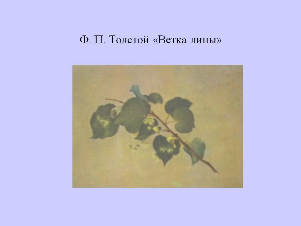Ветка липы