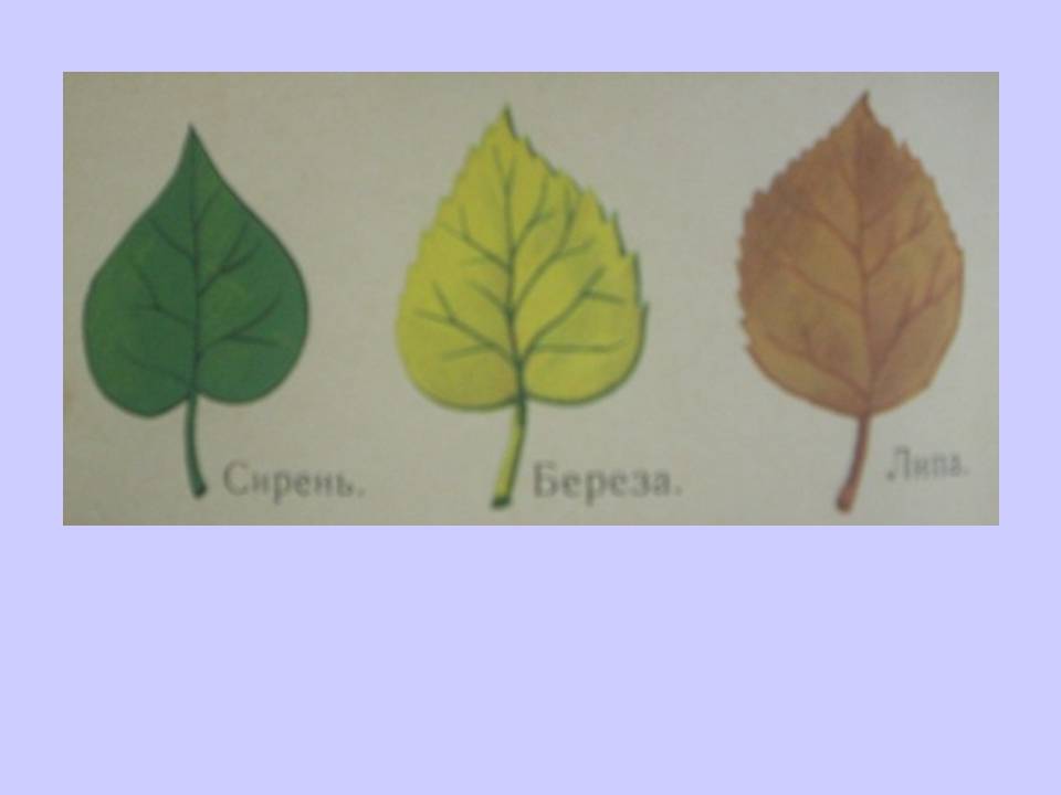 Осенняя ветка