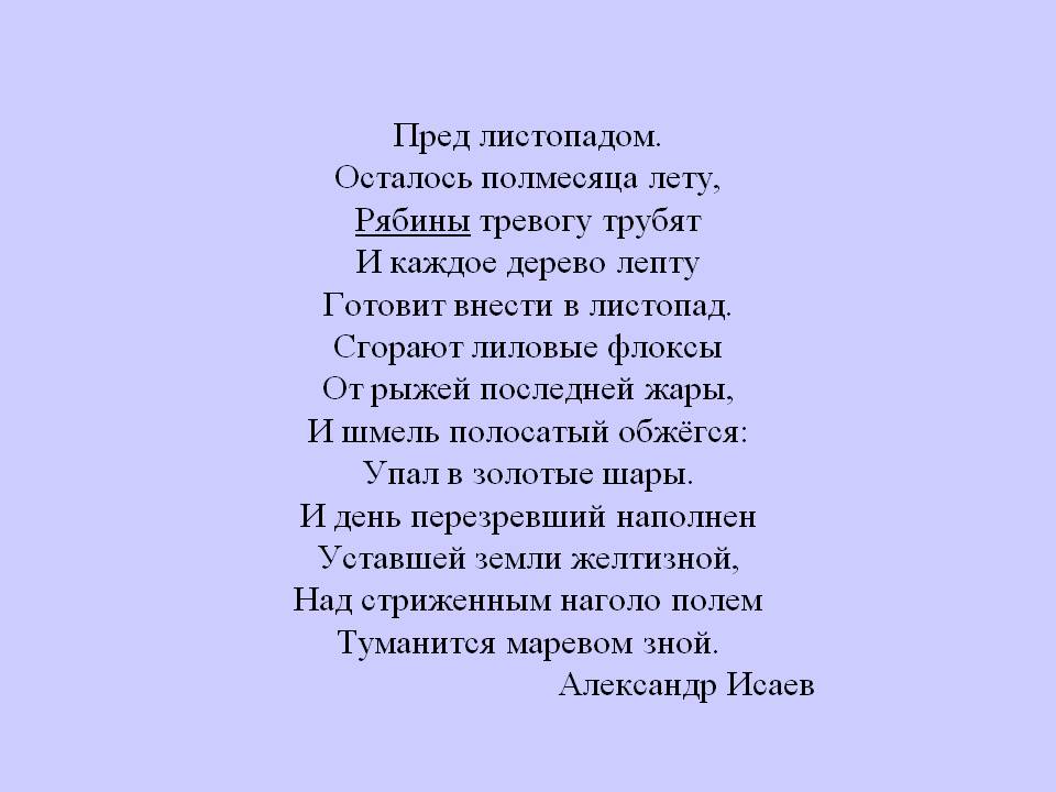 Лиловые флоксы