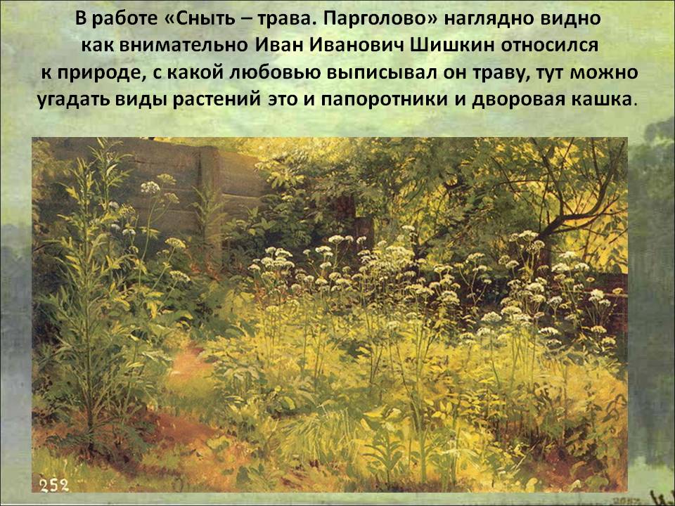 В работе «Сныть – трава