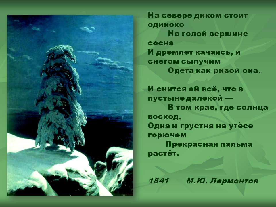 Сосна