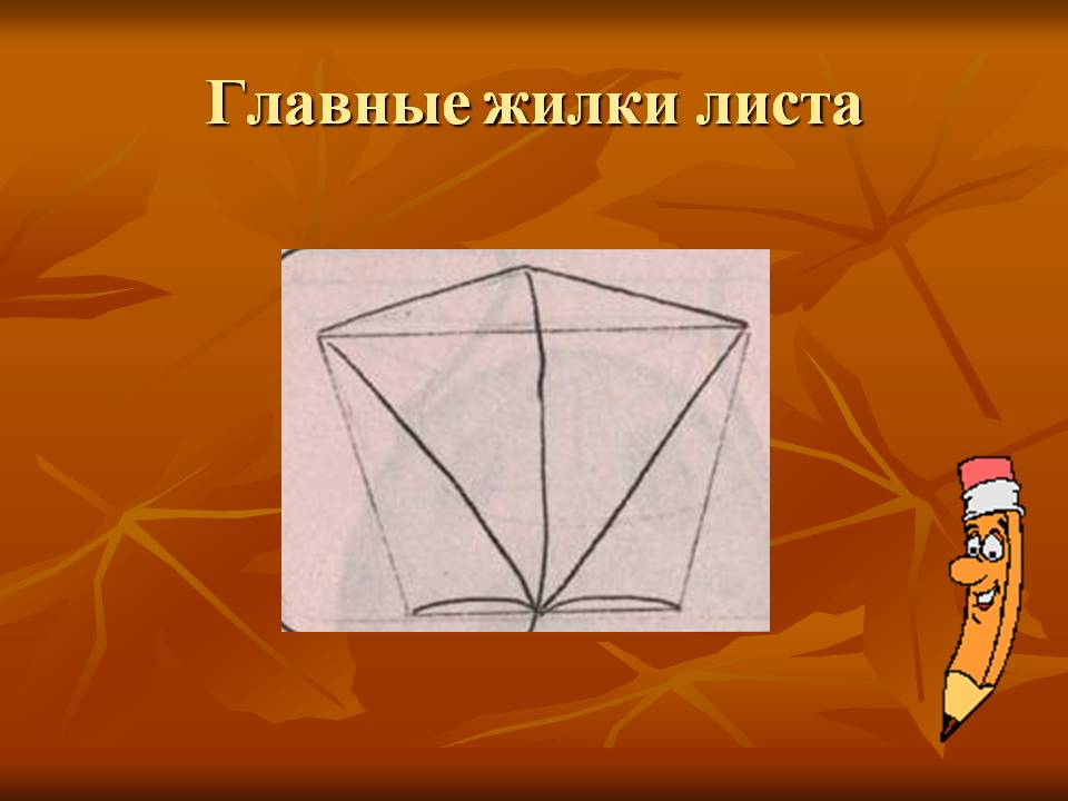 Главные жилки листа