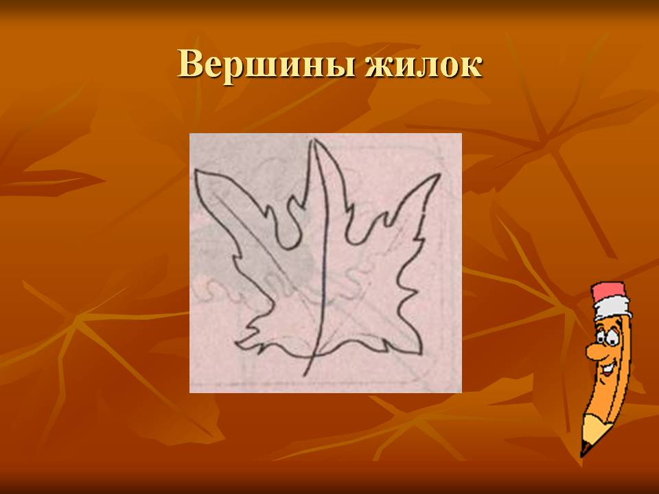 Вершины жилок