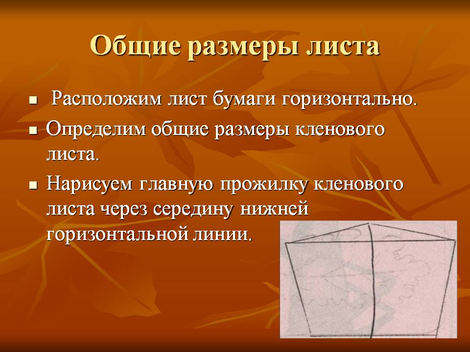 Общие размеры листа