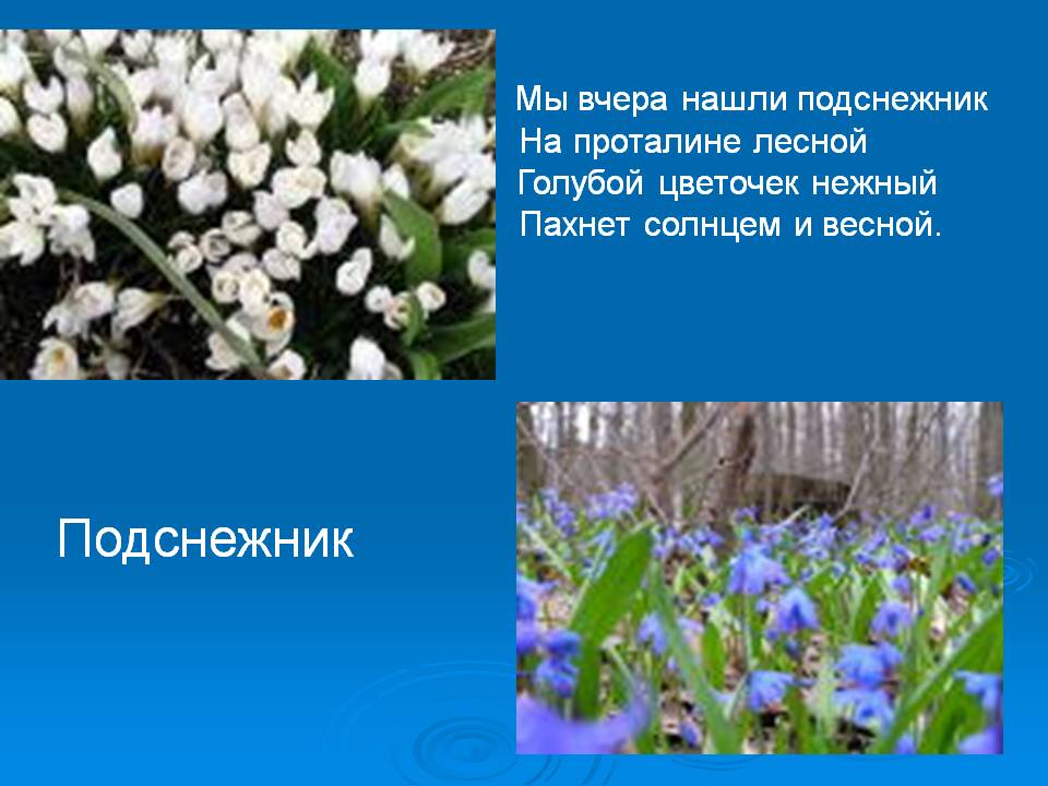 Подснежник