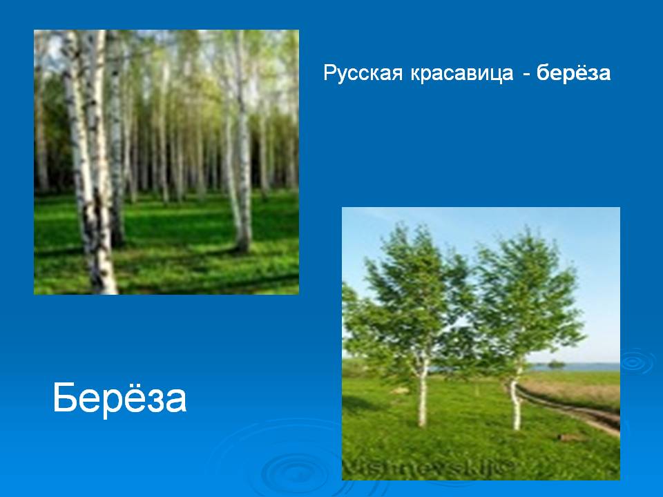 Берёза