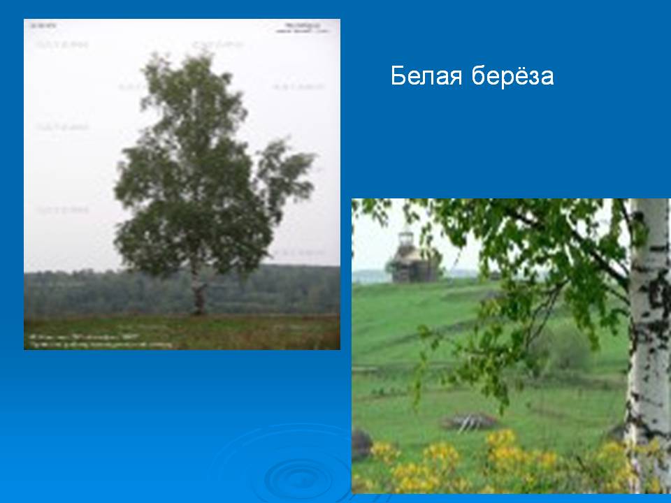 Белая берёза