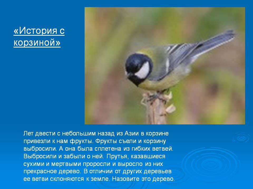 «История с корзиной»