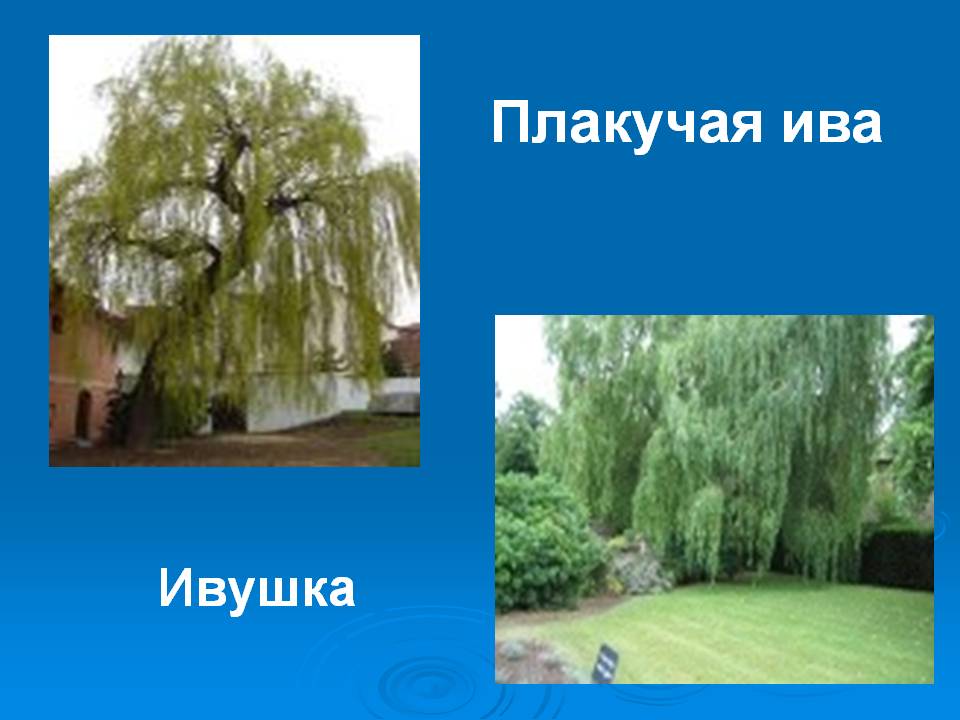 Плакучая ива