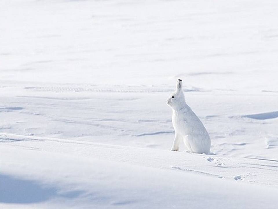 Волшебница зима