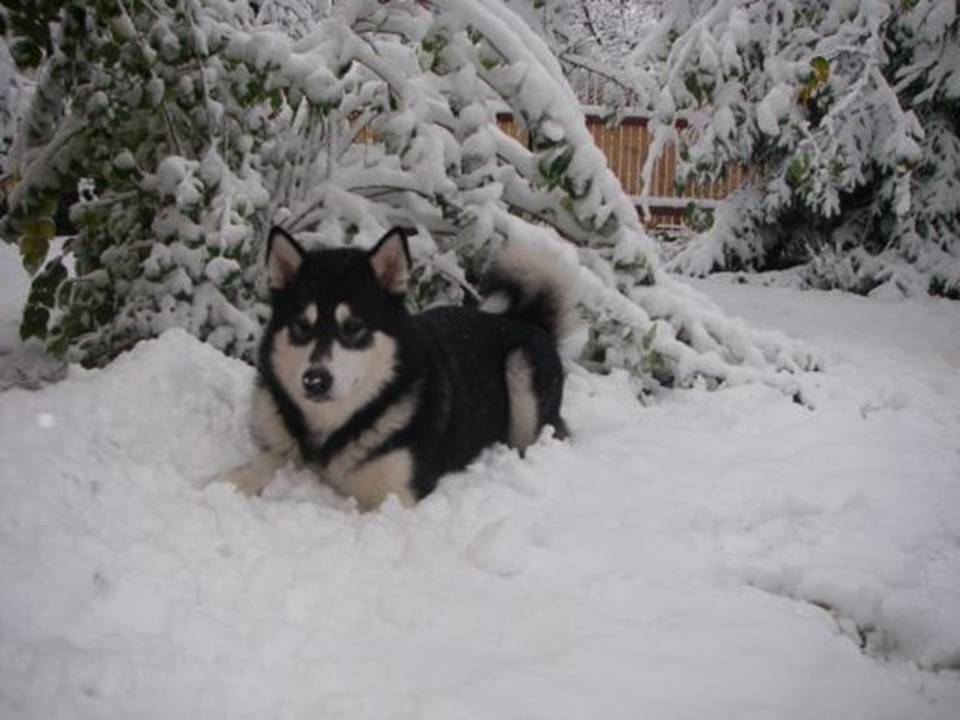 Волшебница зима
